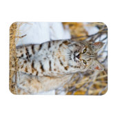 Magnet Flexible USA, Wyoming, Portrait de Bobcat (Horizontal)