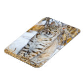 Magnet Flexible USA, Wyoming, Portrait de Bobcat (Côté Gauche)