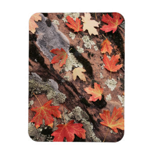 Magnet Flexible Utah, parc national de Zion, Motifs d'automne