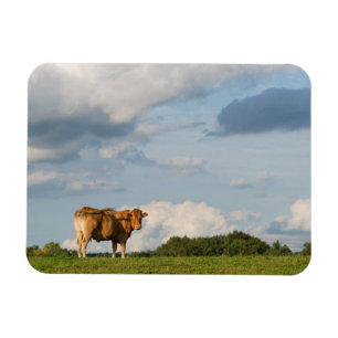 Magnet Flexible Vache blonde à d'Aquitaine dans la région de