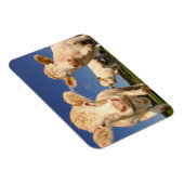 Magnet Flexible Vaches (Côté Droit)