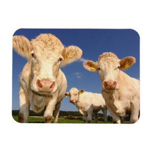 Magnet Flexible Vaches