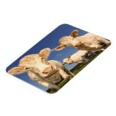 Magnet Flexible Vaches (Côté Gauche)