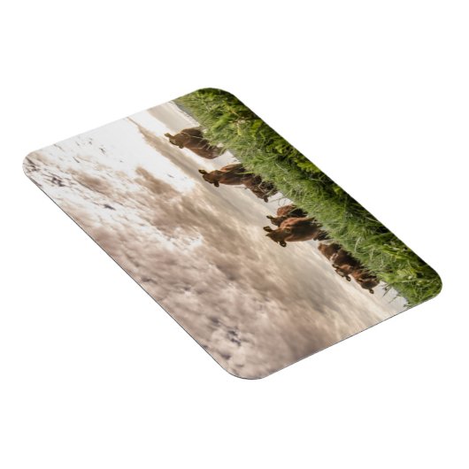 Magnet Flexible Vaches (Côté Droit)