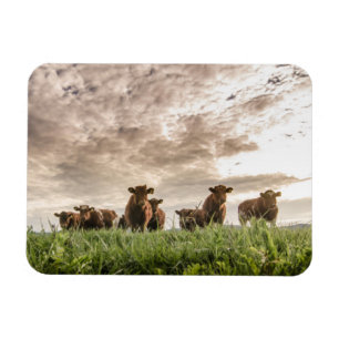 Magnet Flexible Vaches