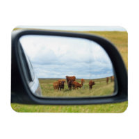 Vaches dans le miroir
