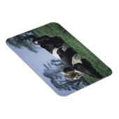 Magnet Flexible vaches dans un pâturage (Côté Droit)