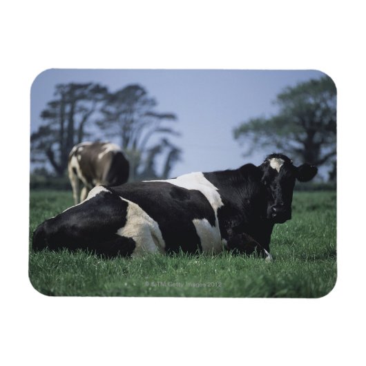 Magnet Flexible vaches dans un pâturage (Horizontal)