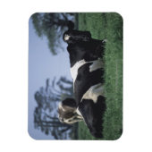 Magnet Flexible vaches dans un pâturage (Vertical)