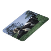 Magnet Flexible vaches dans un pâturage (Côté Gauche)