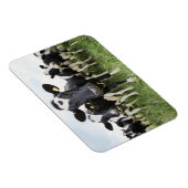 Magnet Flexible Vaches debout dans une rangée regardant la caméra (Côté Droit)