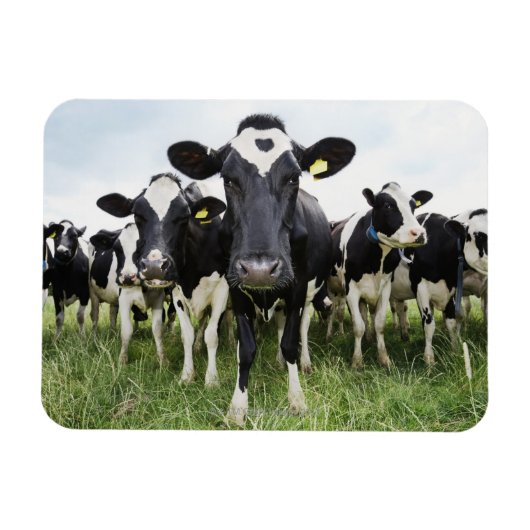 Magnet Flexible Vaches debout dans une rangée regardant la caméra (Horizontal)