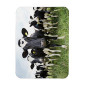 Magnet Flexible Vaches debout dans une rangée regardant la caméra (Vertical)