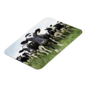 Magnet Flexible Vaches debout dans une rangée regardant la caméra (Côté Gauche)