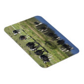 Magnet Flexible Vaches réfléchies dans le canal, Henley, Taieri Pl (Côté Droit)