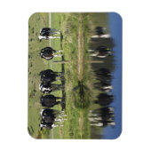 Magnet Flexible Vaches réfléchies dans le canal, Henley, Taieri Pl (Vertical)