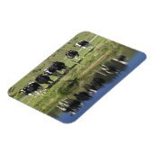 Magnet Flexible Vaches réfléchies dans le canal, Henley, Taieri Pl (Côté Gauche)