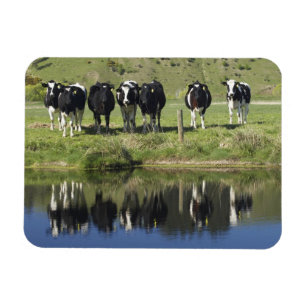 Magnet Flexible Vaches reflétées dans le canal, Henley, plaine de