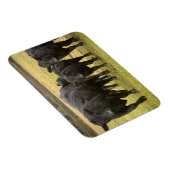 Magnet Flexible Vaches sous la pluie (Côté Droit)