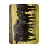 Magnet Flexible Vaches sous la pluie (Vertical)
