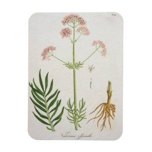 Magnet Flexible Valériane de "Phytographie Medicale" par le RO de