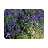 Magnet Flexible Variété de Lavande (Horizontal)