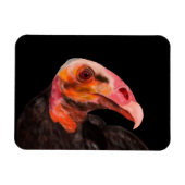 Magnet Flexible Vautour de Savannah (Horizontal)