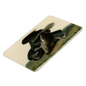 Magnet Flexible Vautour noir, des oiseaux d'Amérique d'Audubon (Côté Gauche)