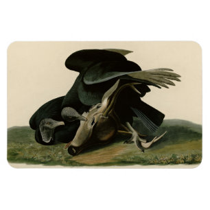 Magnet Flexible Vautour noir, des oiseaux d'Amérique d'Audubon
