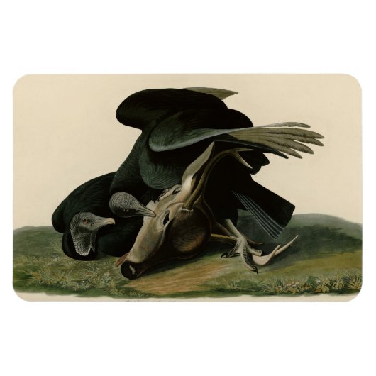 Magnet Flexible Vautour noir, des oiseaux d'Amérique d'Audubon (Horizontal)