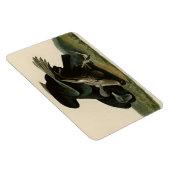 Magnet Flexible Vautour noir, des oiseaux d'Amérique d'Audubon (Côté Droit)