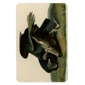 Magnet Flexible Vautour noir, des oiseaux d'Amérique d'Audubon (Vertical)