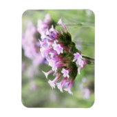 Magnet Flexible Verbena Bonariensis (Vertical)