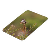 Magnet Flexible Vermilion Flycatcher (Côté Gauche)