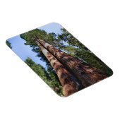 Magnet Flexible Vidéo d'une femme à la base de Sequoia massive (Côté Droit)