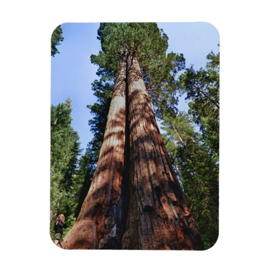 Magnet Flexible Vidéo d'une femme à la base de Sequoia massive (Vertical)