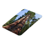 Magnet Flexible Vidéo d'une femme à la base de Sequoia massive (Côté Gauche)