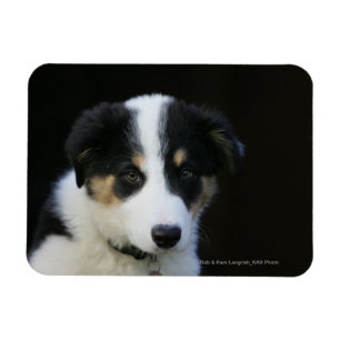 Magnet Flexible Vieux chiot de border collie de 12 semaines