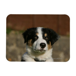 Magnet Flexible Vieux Headshot de chiot de border collie de 12