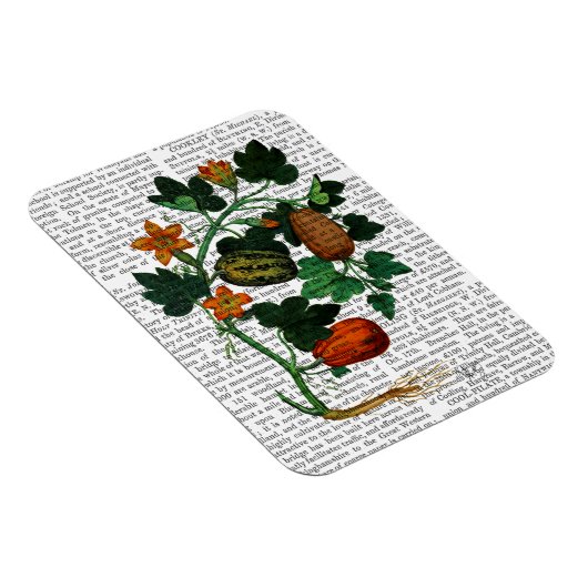 Magnet Flexible Vigne de squash 1 (Côté Droit)