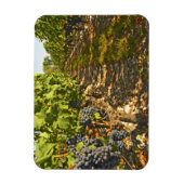 Magnet Flexible vignes de Cabernet Sauvignon alignées dans le (Vertical)