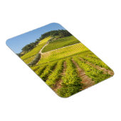Magnet Flexible Vignoble, Stellenbosch, Cap-Occidental (Côté Droit)
