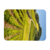 Magnet Flexible Vignoble, Stellenbosch, Cap-Occidental (Horizontal)