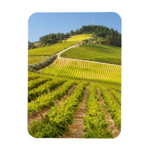 Magnet Flexible Vignoble, Stellenbosch, Cap-Occidental
