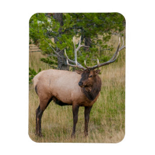 Magnet Flexible Village Elk Lake Yellowstone National Park Wyoming