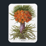 Magnet Flexible Vintage Orange Fritillaria Flowers Basilius Besler<br><div class="desc">Vintage illustration botanical design featuring a blooming orange Fritillaria imperialis (Crown imperial or Kaiser's crown) flowers from 'Hortus Eystettensis' by Basilius Besler, 1613. Besler was a respected Nuremberg apothecary and botanist, best known for his "Hortus Eystettensis, " translated means "The Garden at Eichstätt." He was the curator of the botany...</div>
