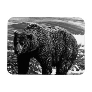 Magnet Flexible Vintage USA Alaska brun ours 1970