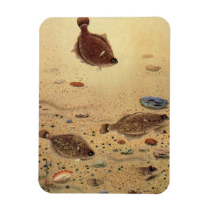 Magnet Flexible Vintages, Marine Ocean Life Poisson plat