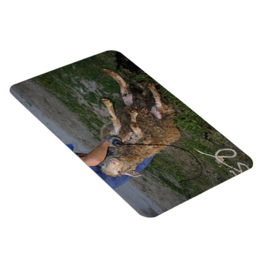 Magnet Flexible Vis du mouton (Côté Droit)