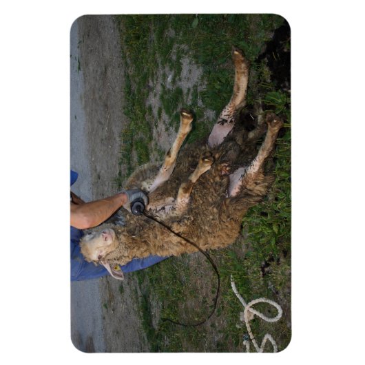 Magnet Flexible Vis du mouton (Vertical)